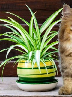 cat sitting next to a spider plant