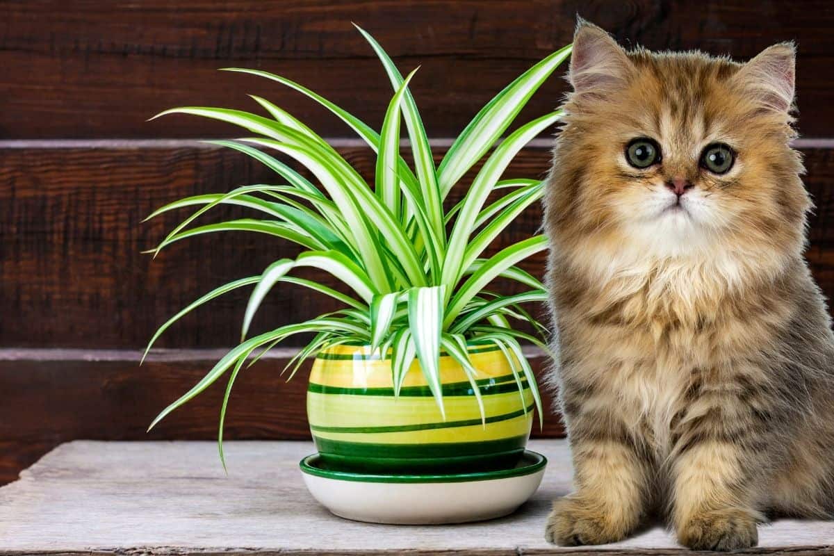 cat sitting next to a spider plant