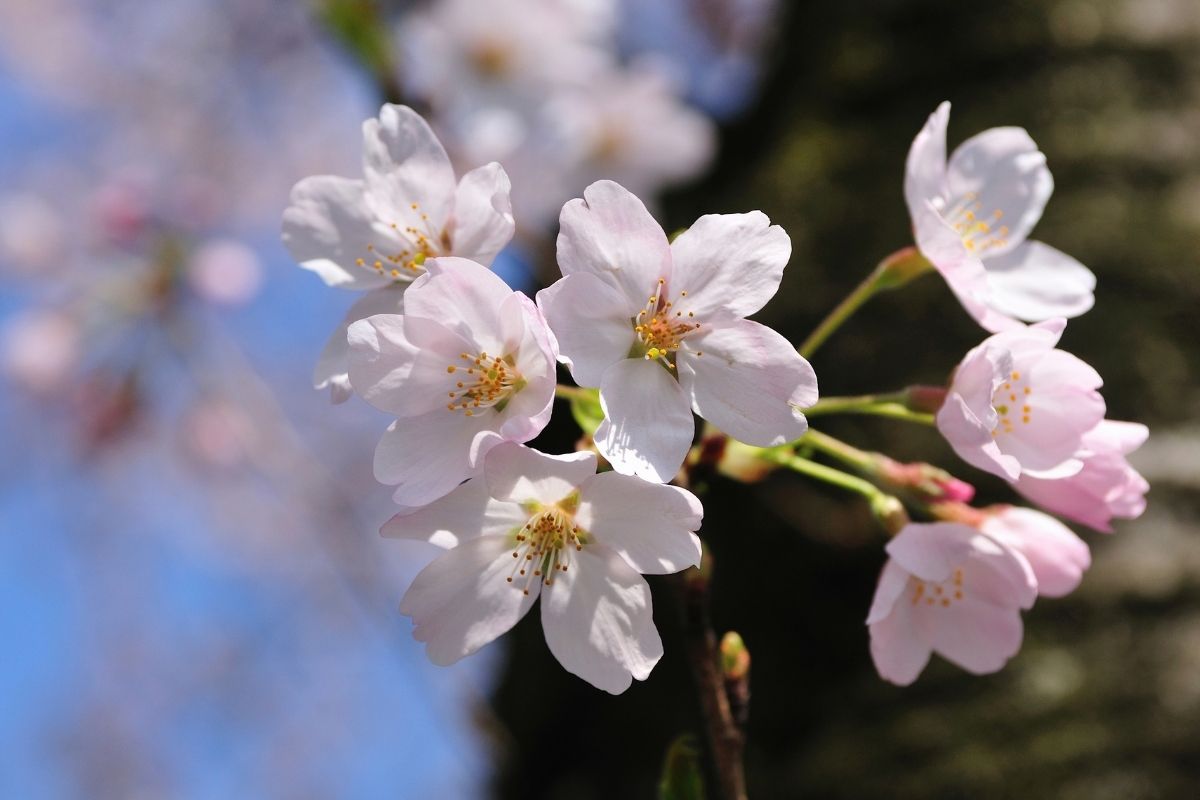 cherry tree flowers