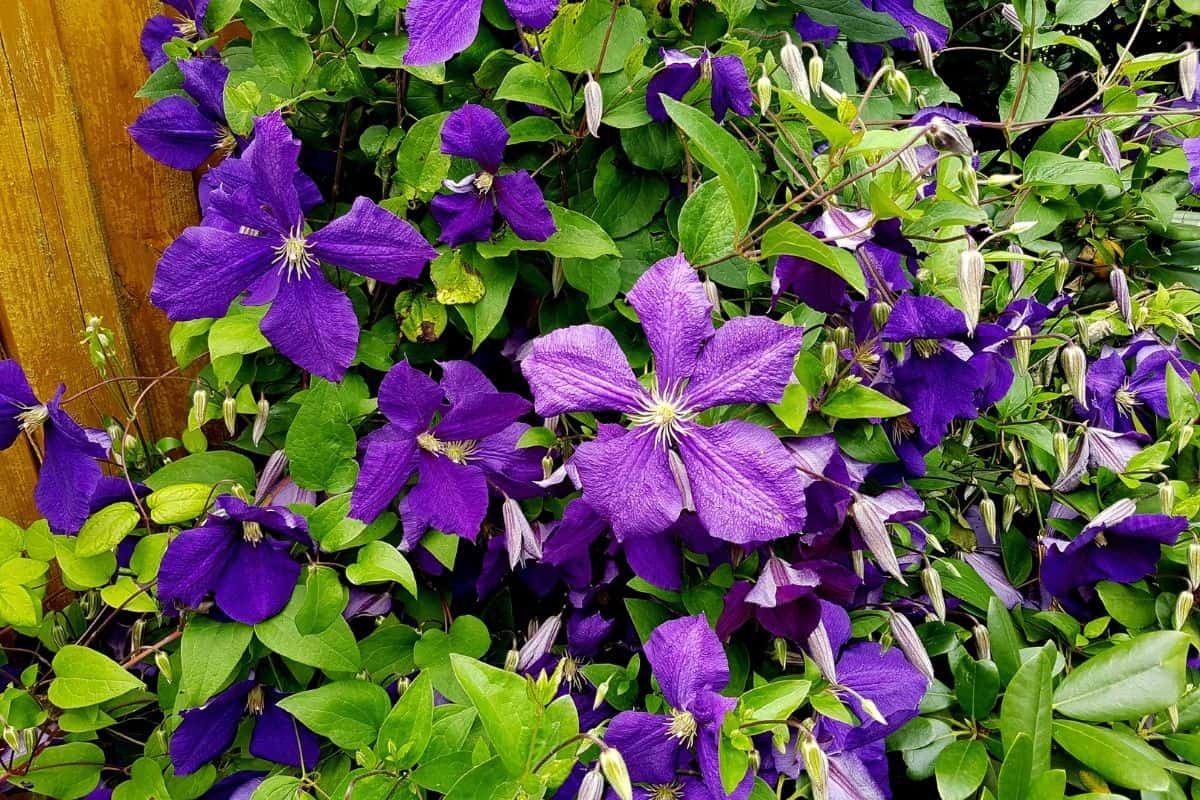 clematis flowers