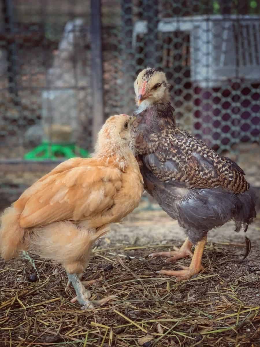 example of cockerel posture