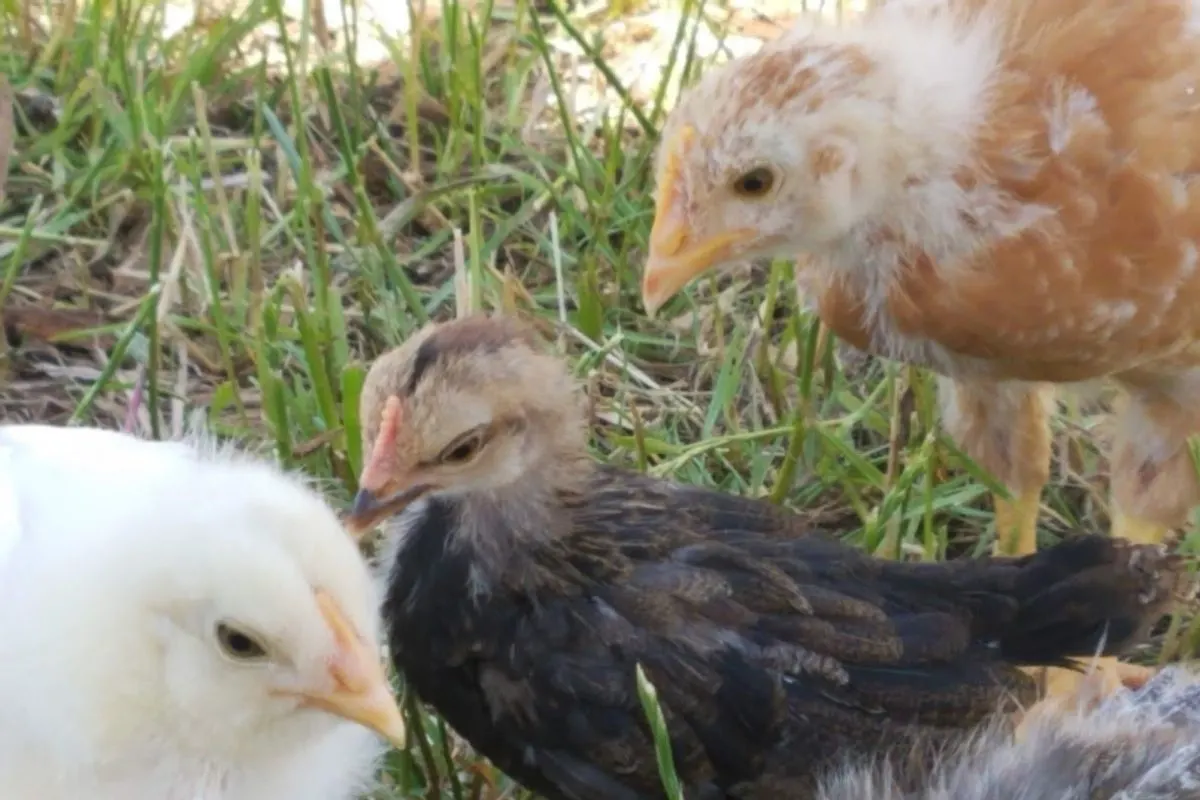 young cockerel with 2 pullets