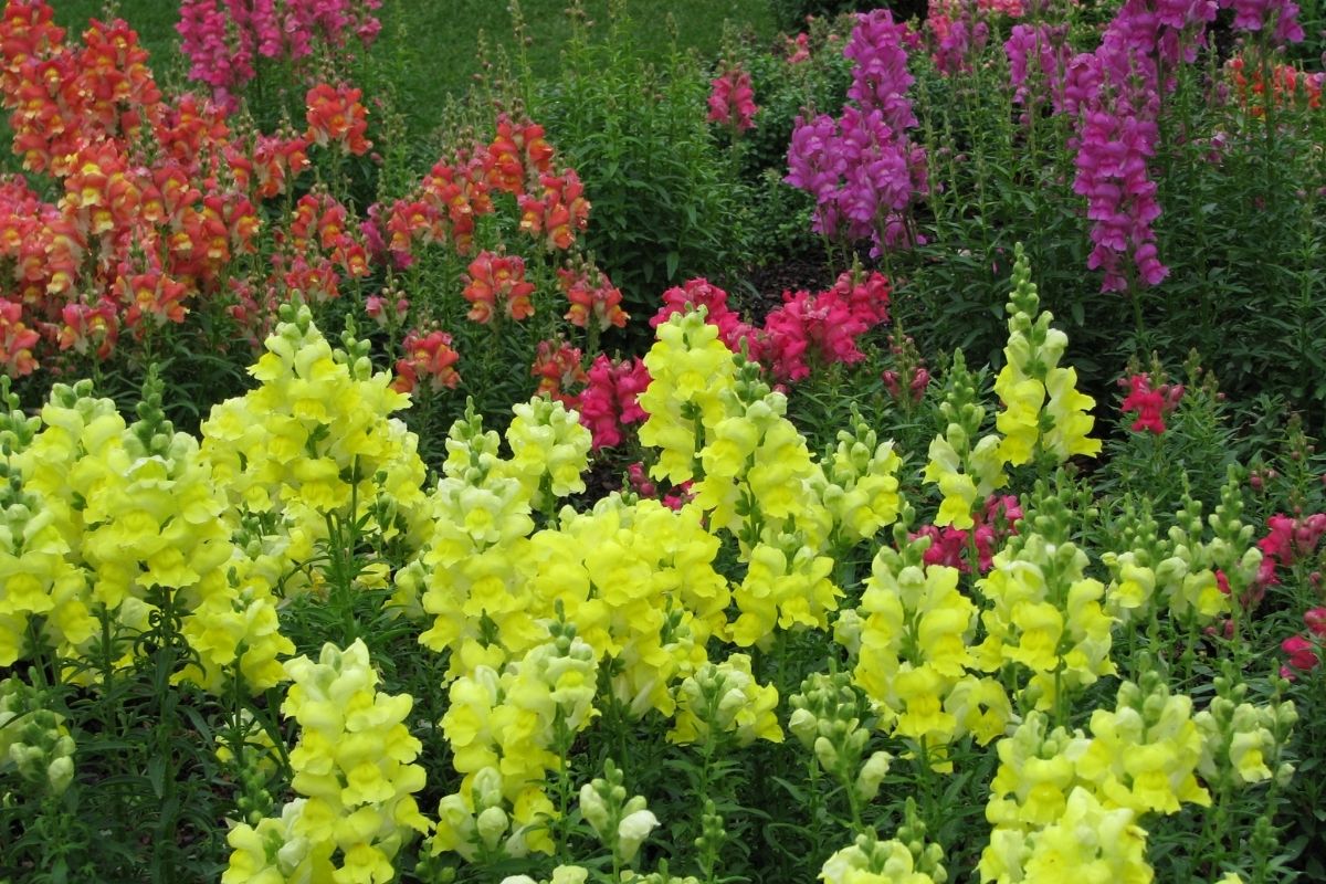 yellow, red and purple snapdragons