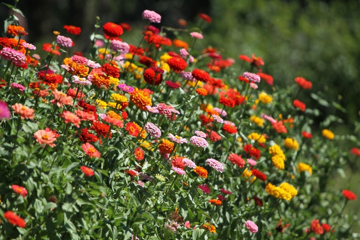 colorful zinnia flowers