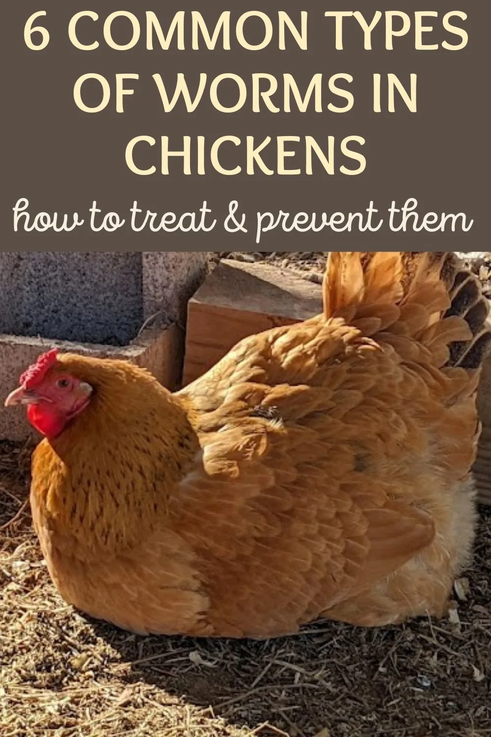 6 common types of worms in chickens