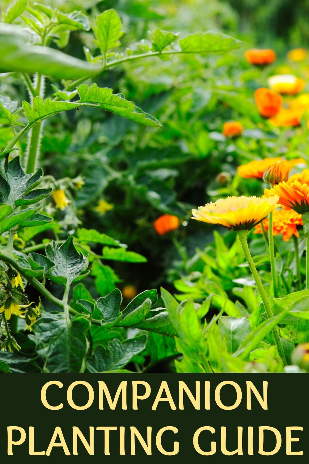 companion planting guide