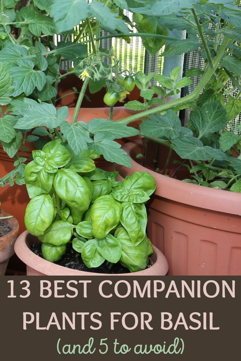 13 best companion plants for basil, and 5 to avoid