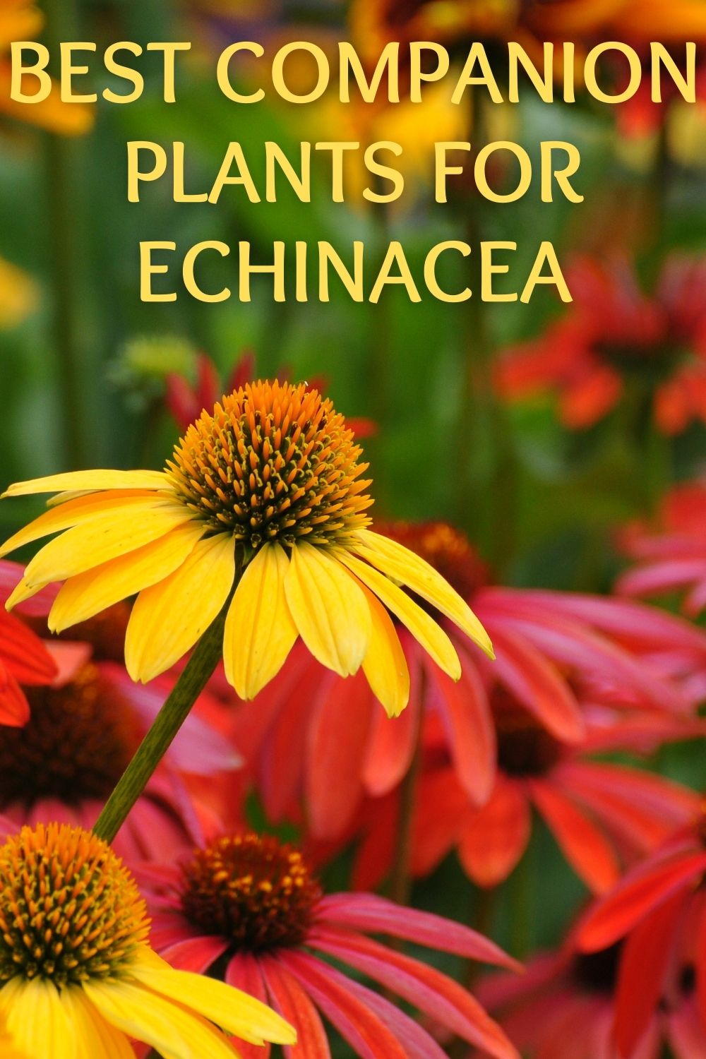 Image of Echinacea companion plant for salvias