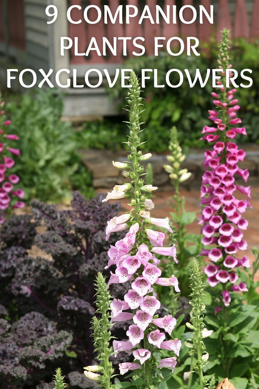 Image of Coral bells companion plant for foxgloves