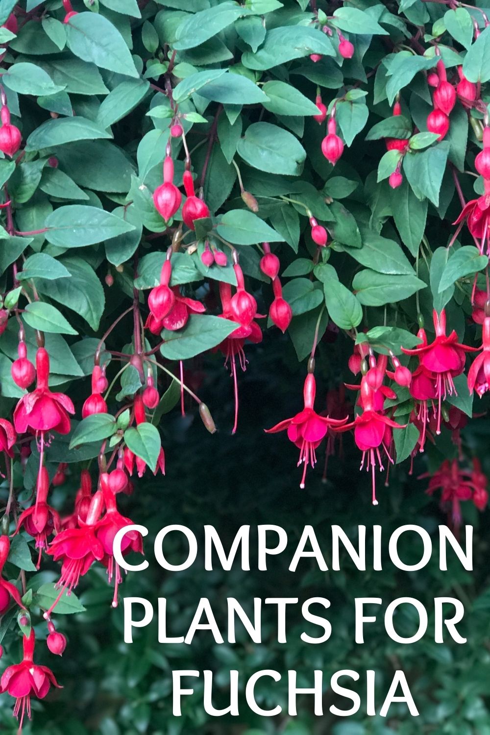 companion plants for fuchsia