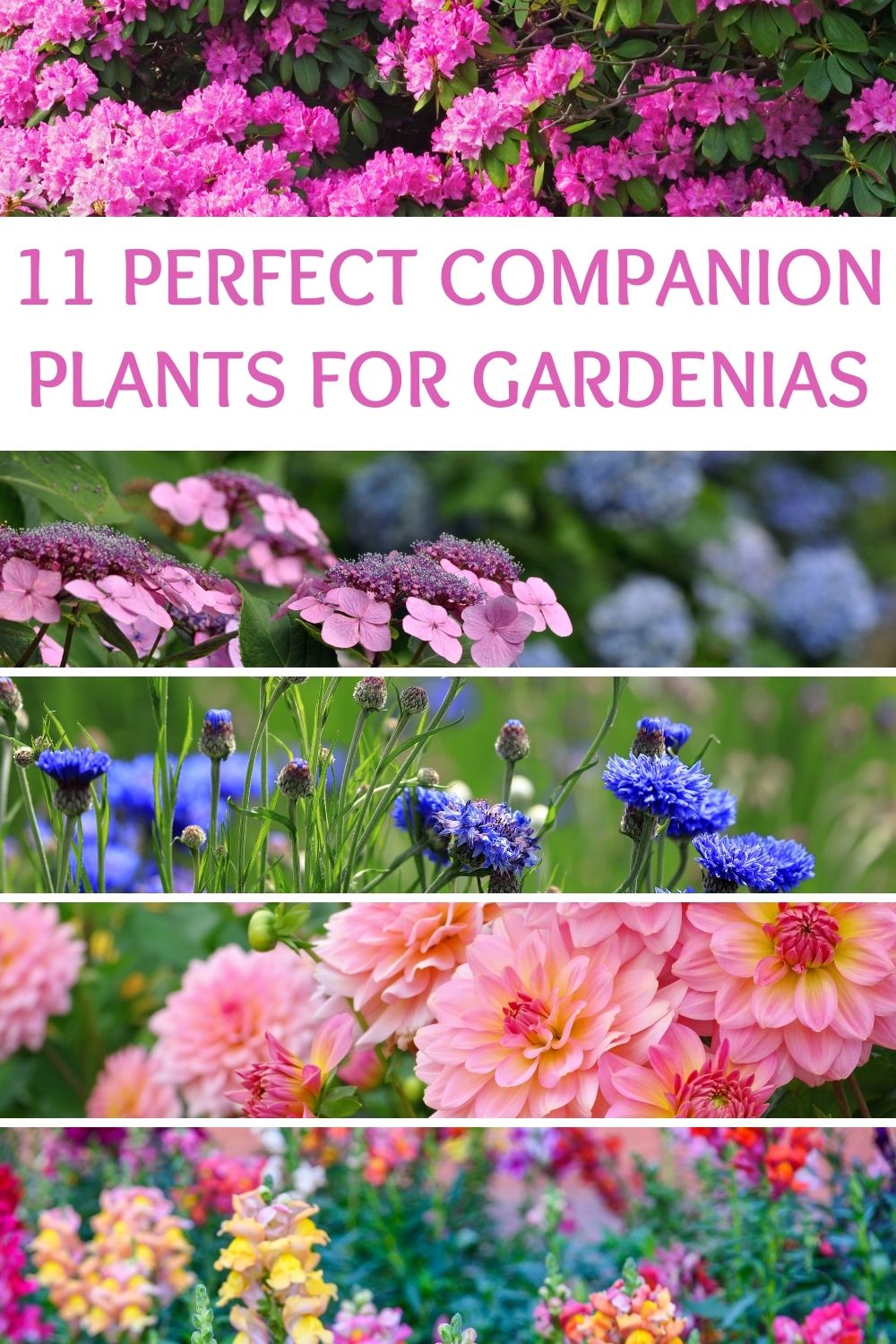 11 perfect companion plants for gardenias