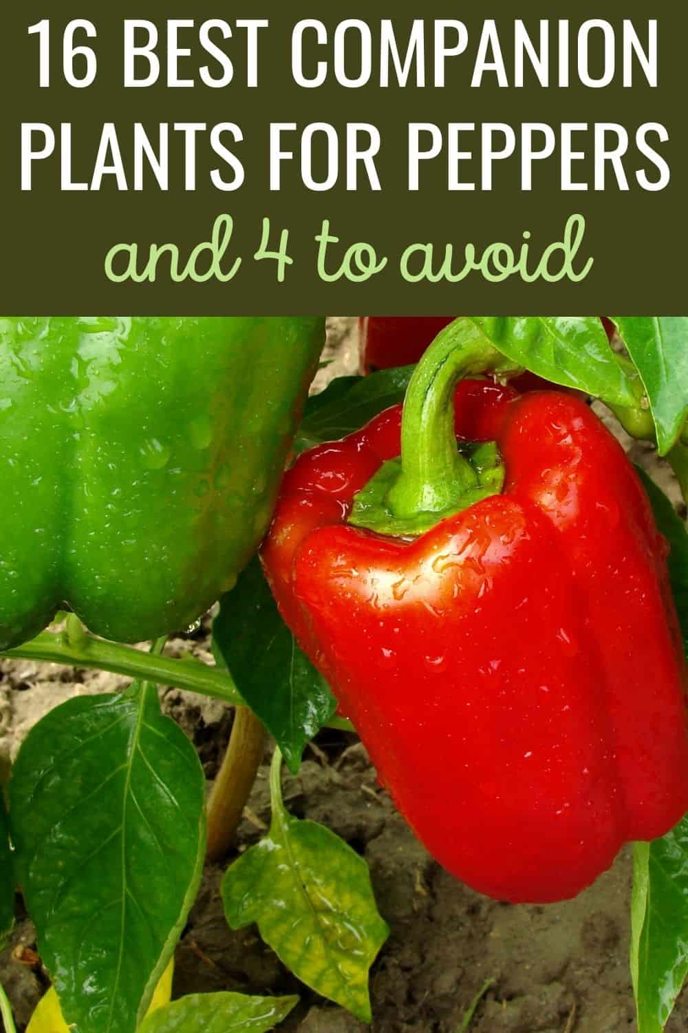 16 best companion plants for peppers and 4 to avoid