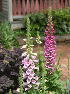 foxglove flowers in front of the house