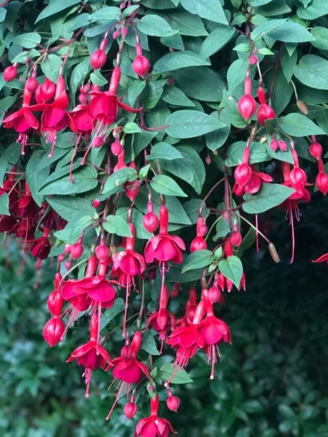 What to Plant With Fuchsia for a Bright Beautiful Garden