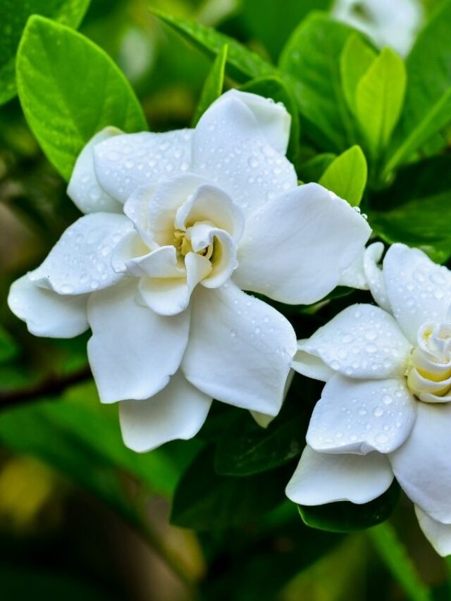 What to Plant With Gardenias for a Glorious Garden