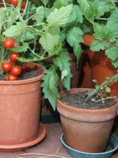 potted basil and tomato plants