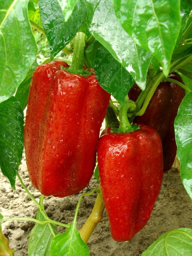 What To Plant With Peppers