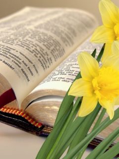 daffodil flowers and a Bible