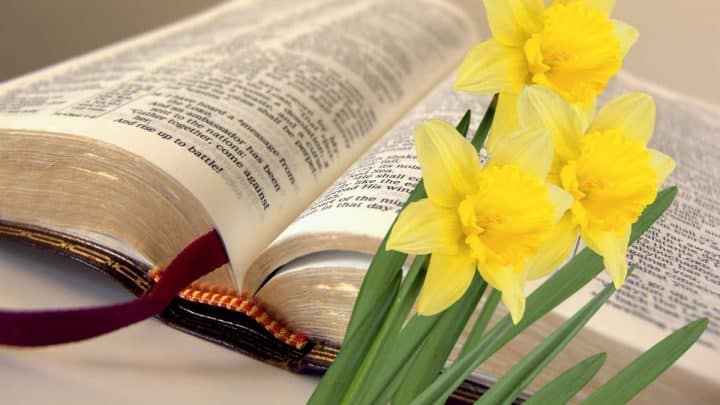 15 Beautiful Flowers in the Bible to Grow in Your Garden (With Pictures)