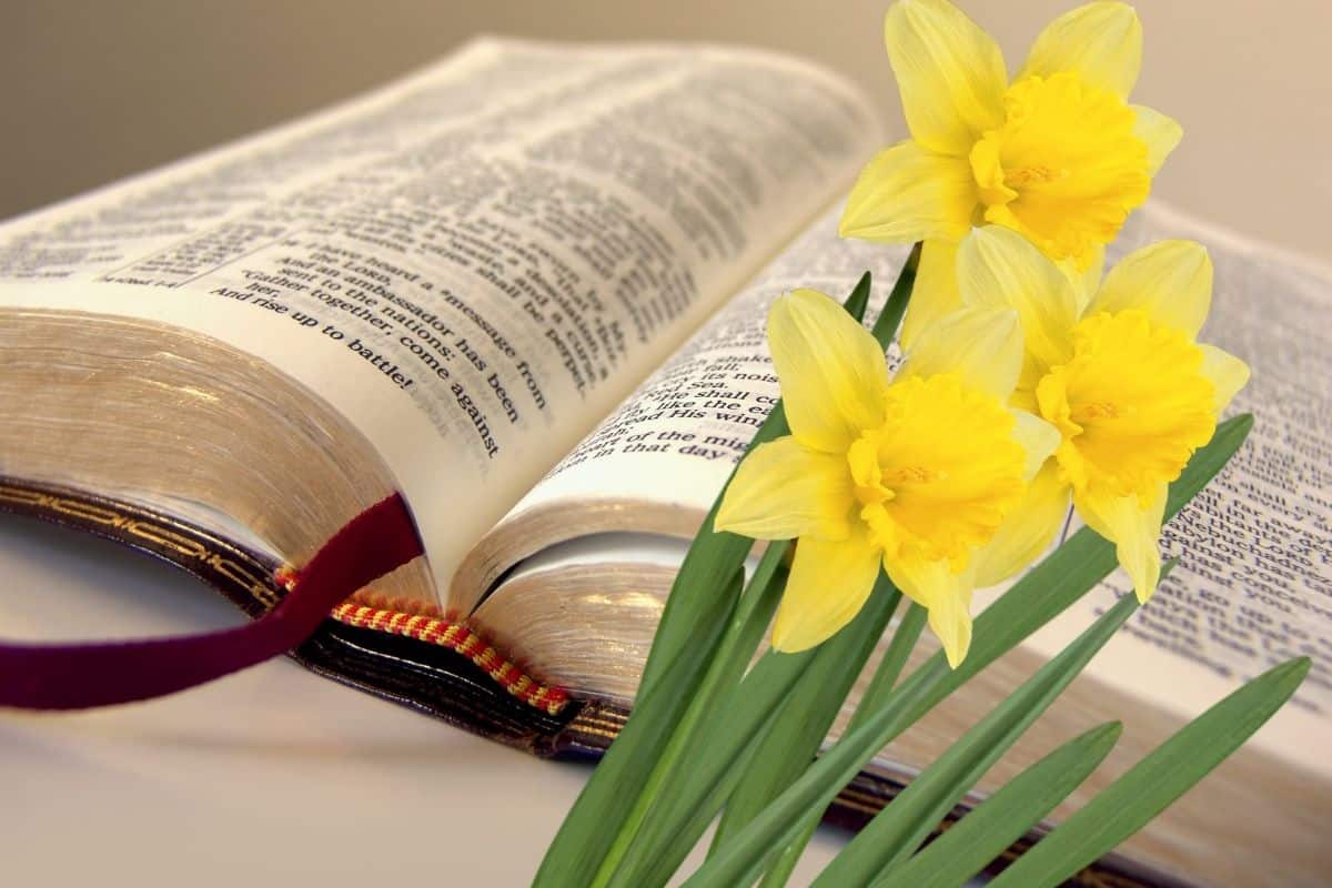 daffodil flowers and a Bible