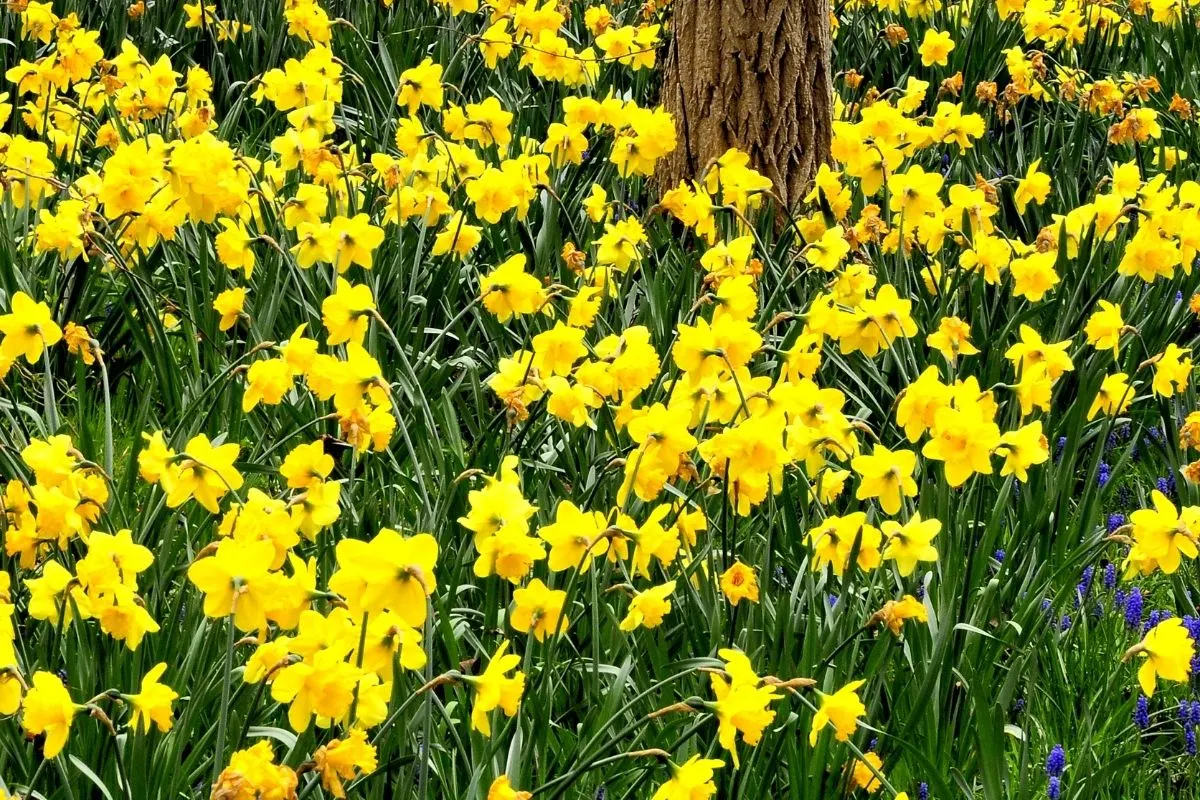 a mass of daffodils