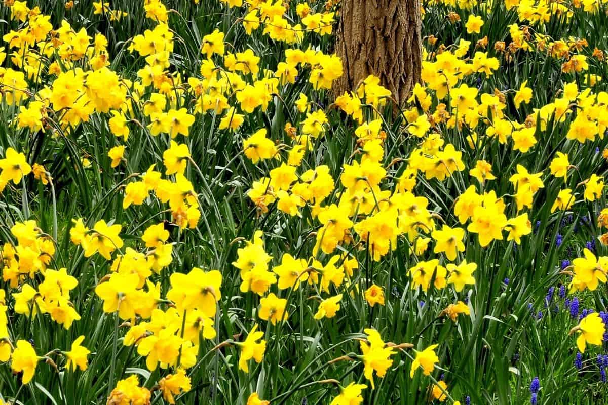 daffodils growing under trees