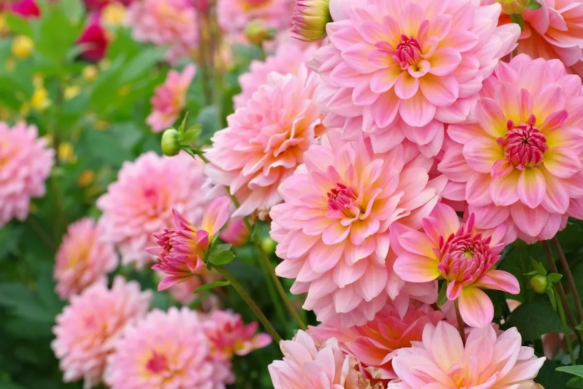 pink dahlia blooms