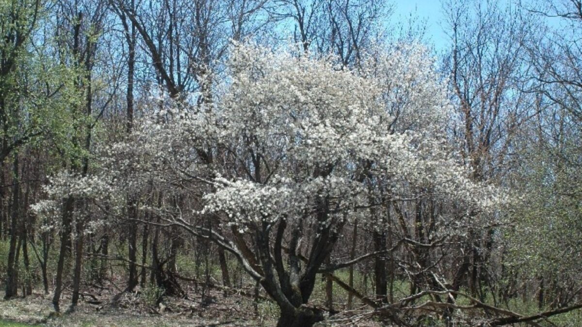 Dawny serviceberry tree in bloom.