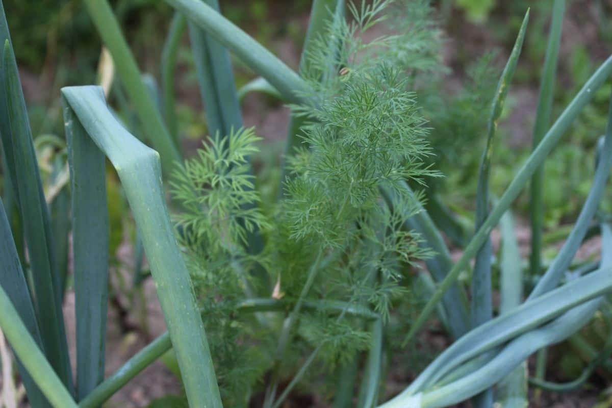 dill and onions in the garden