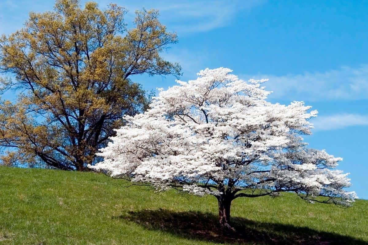 white blooming dogwood tree