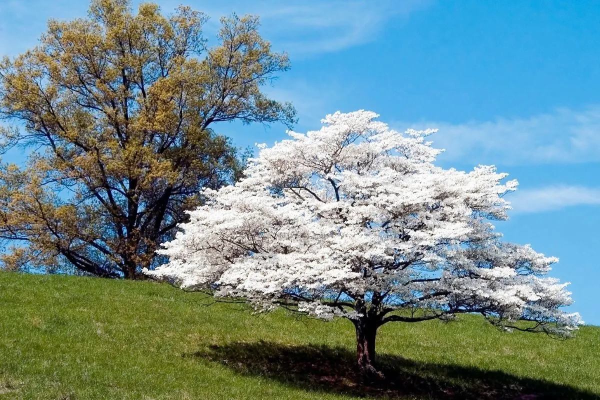 white blooming dogwood tree