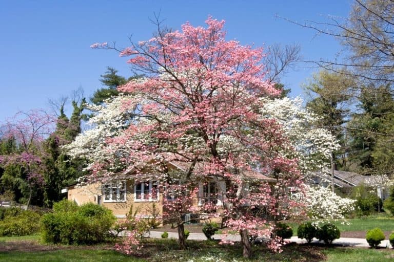 8 Stunning Dwarf Flowering Trees For Small Gardens
