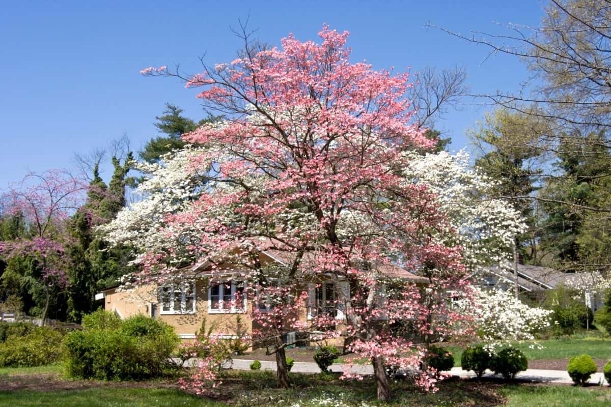 blooming pink and white dogwood trees