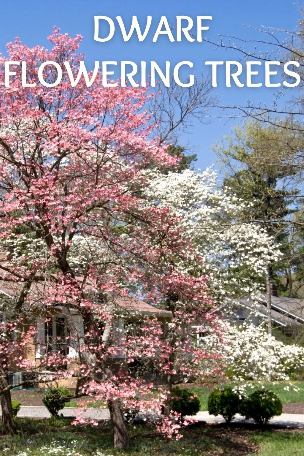 dwarf flowering trees