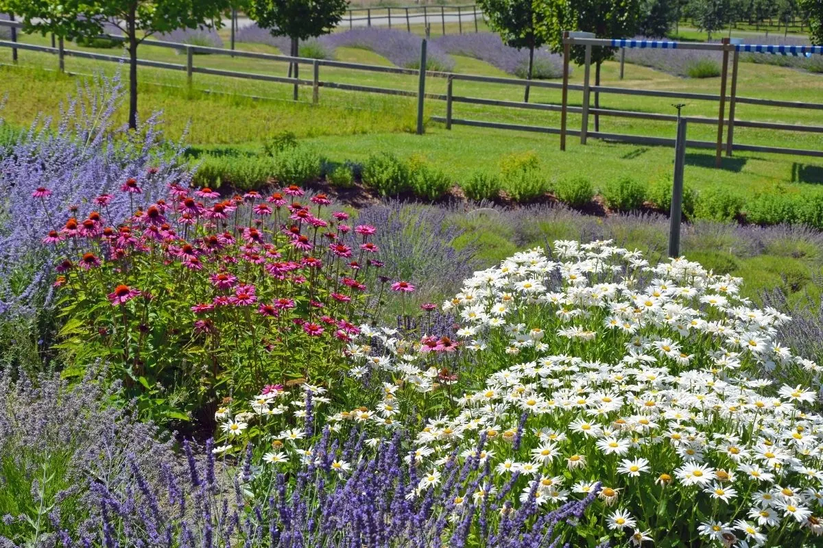 purple echinacea, daisies and lavender planted together