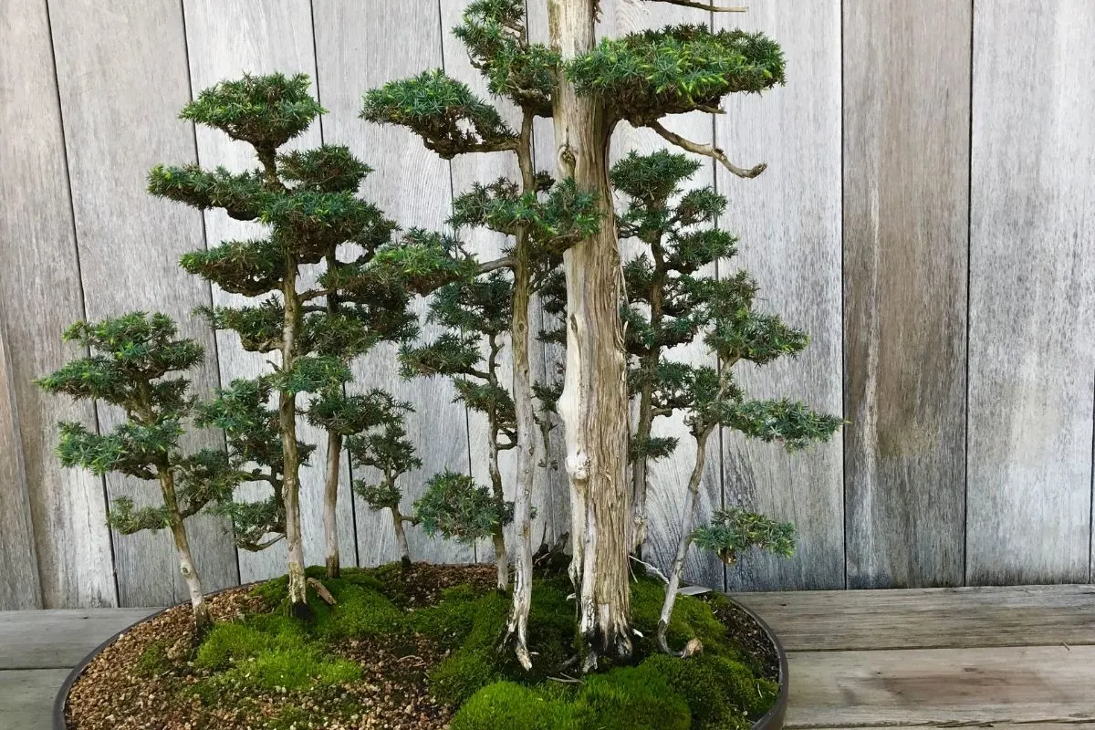 evergreen bonsai trees