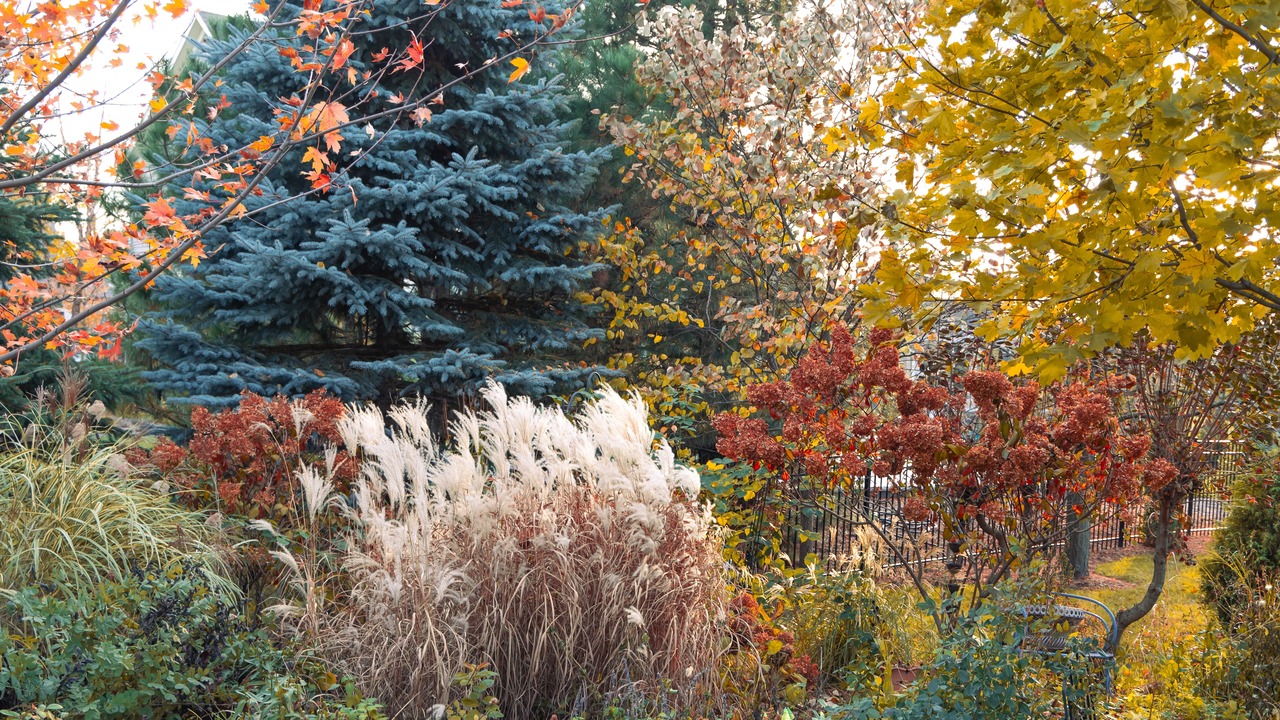 A beautiful autumn landscape photo of a four season garden incorporating, Ornamental grasses, flame grass, Autumn blaze maple tree, phantom hydrangea, strawberry vanilla hydrangea and blue spruce