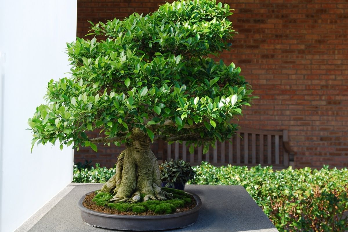 ficus bonsai tree