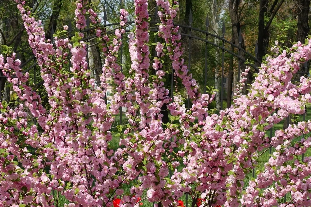 flowering almond tree