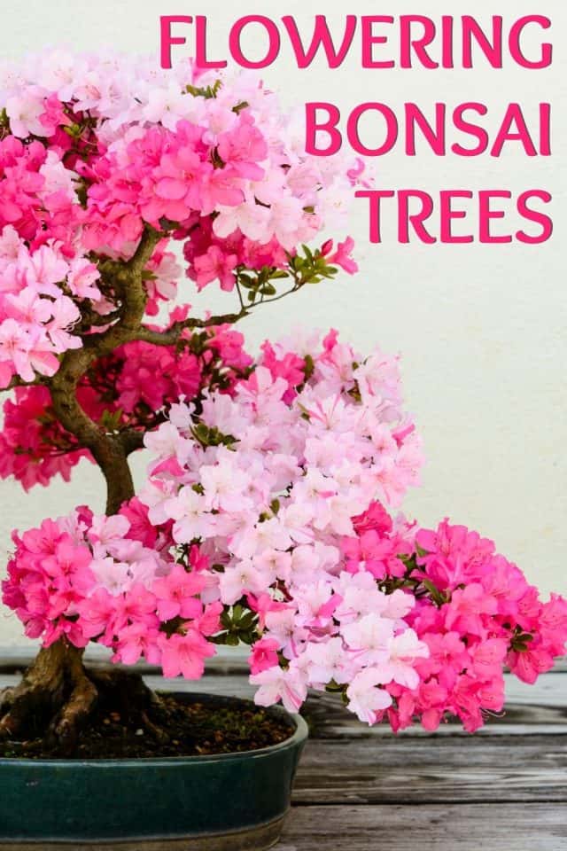 Flowering Bonsai Trees The Perfect Addition To Your Home Or Garden