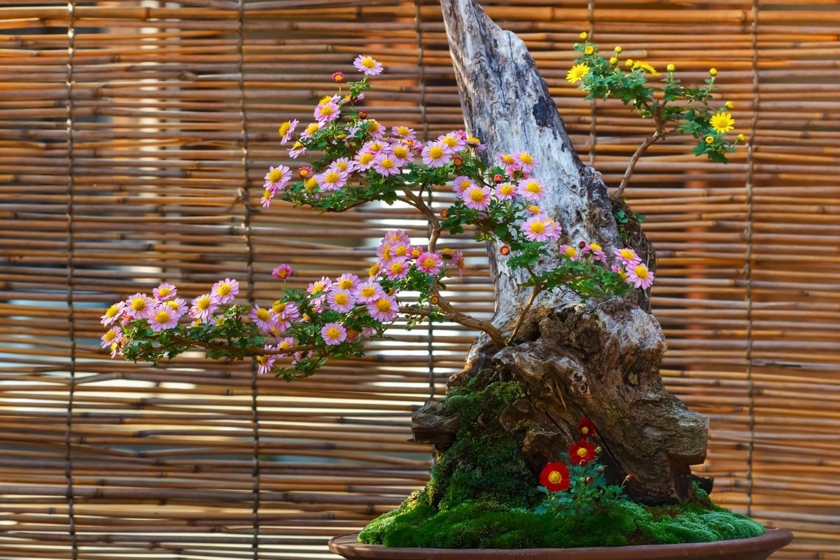 old looking bonsai trunk full of pink daisy-like flowers