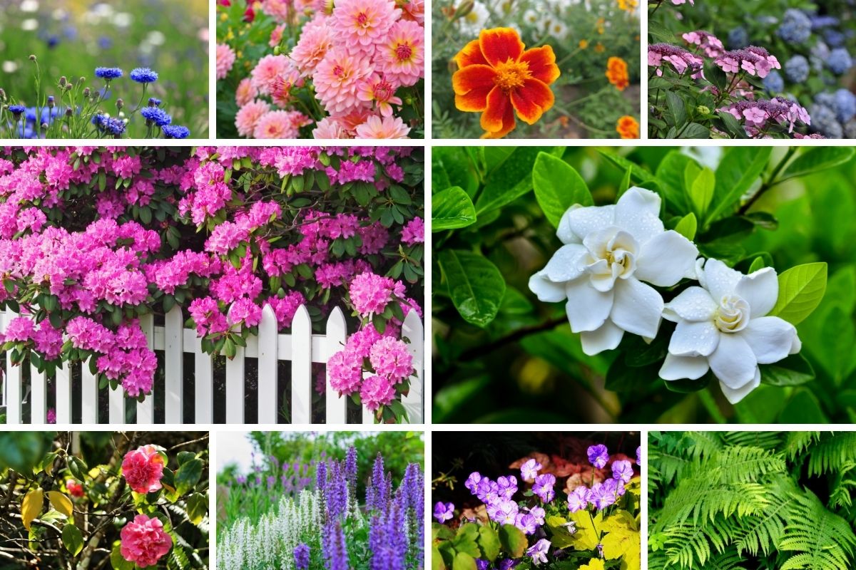 flowers to plant with gardenias