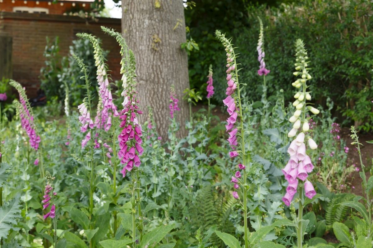 foxglove flowers and ferns under a tree