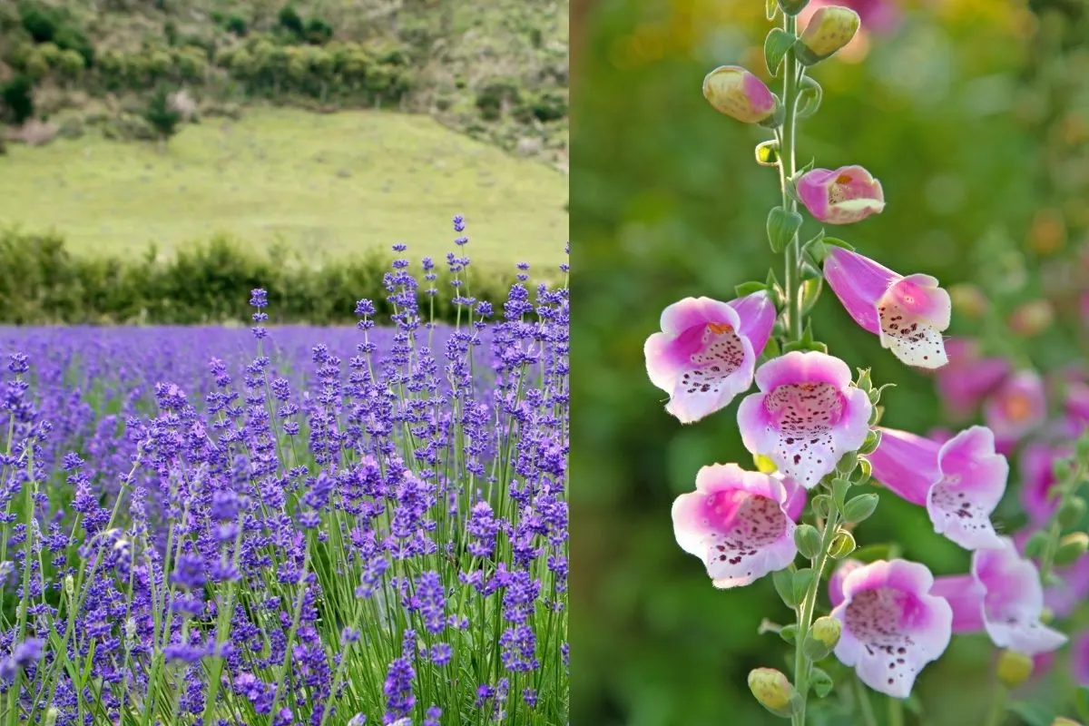 field of lavender and a closeup of a foxglove flower