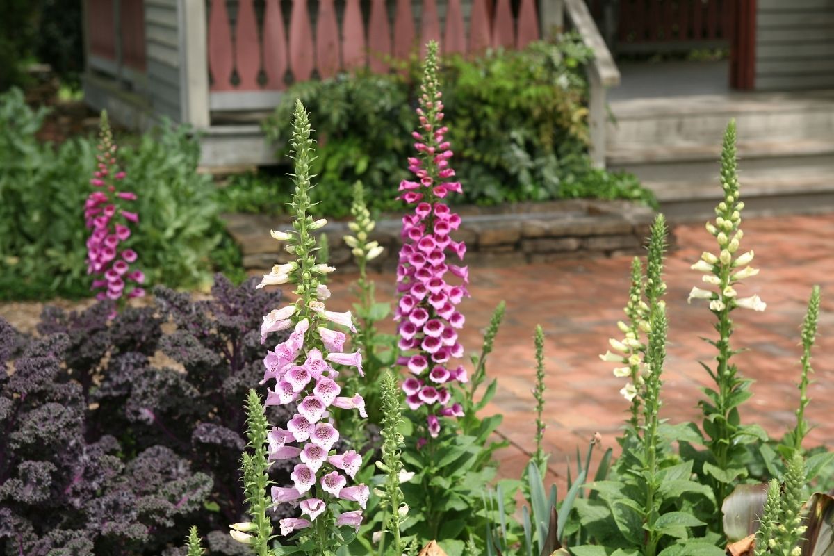 foxglove flowers in front of the house