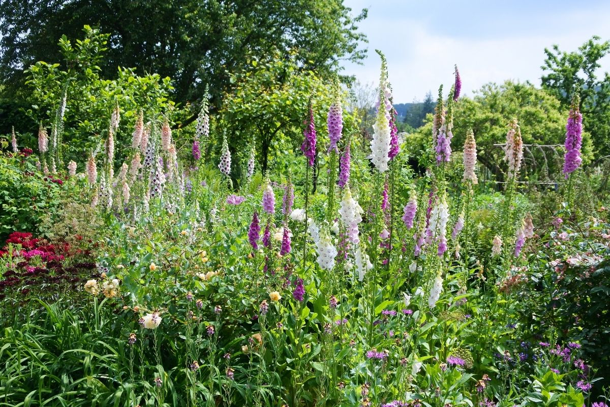 beautiful foxgloves in a cottage garden