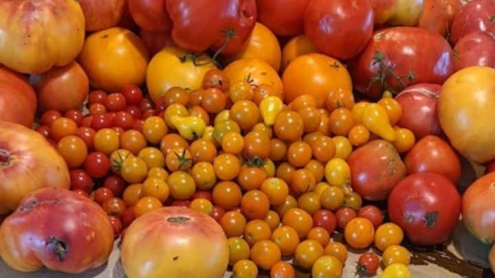Is Tomato A Fruit Or A Vegetable?