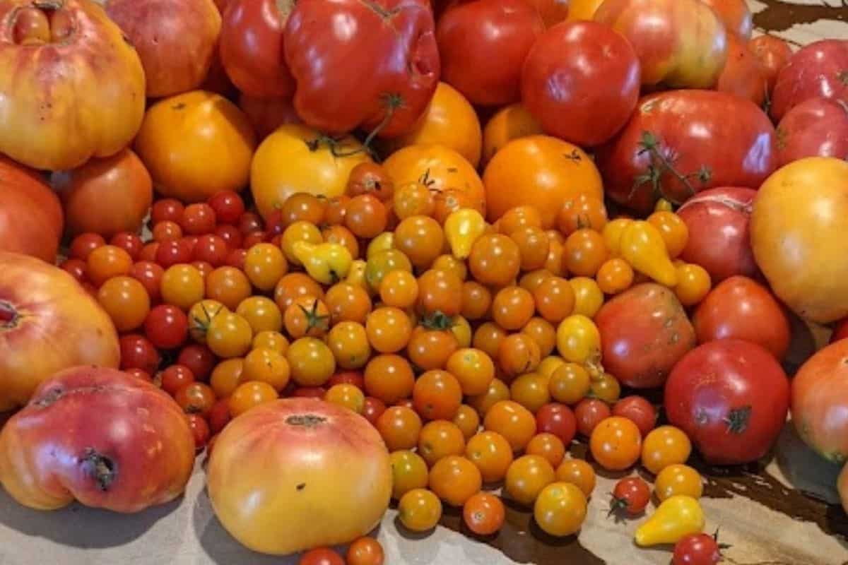 freshly picked tomatoes