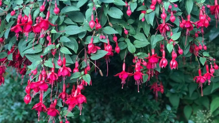 The 7 Most Beneficial Companion Plants for Fuchsia