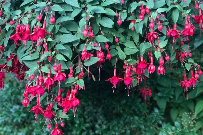 fuchsia flowers